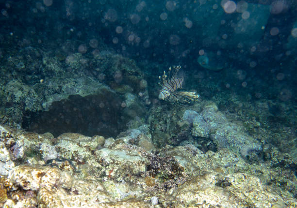 istock sea fish near coral, underwater 1153490206