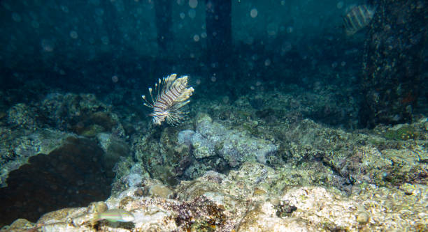 istock sea fish near coral, underwater 1153490233