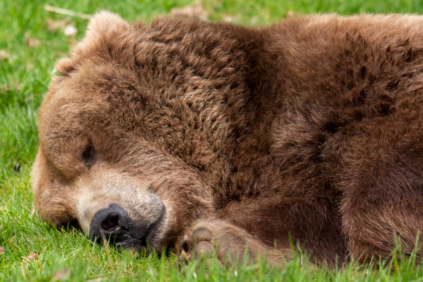 istock European Brown Bear 1153491072
