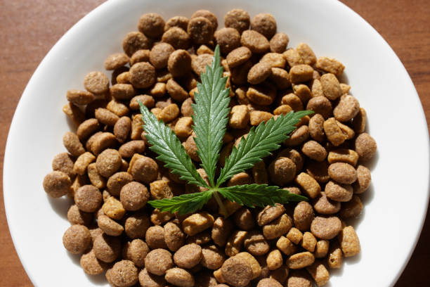 Treats for dogs and cats in white dishes with a green leaf of hemp close up - CBD and medical marijuana for pets. Recreational Marijuana and Hemp stock photo