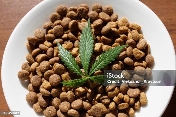 Treats For Dogs And Cats In White Dishes With A Green Leaf Of Hemp Close Up Cbd And Medical Marijuana For Pets Recreational Marijuana And Hemp Stock Photo - Download Image Now