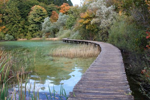 istock Boardwalk above water in nature 1153491490