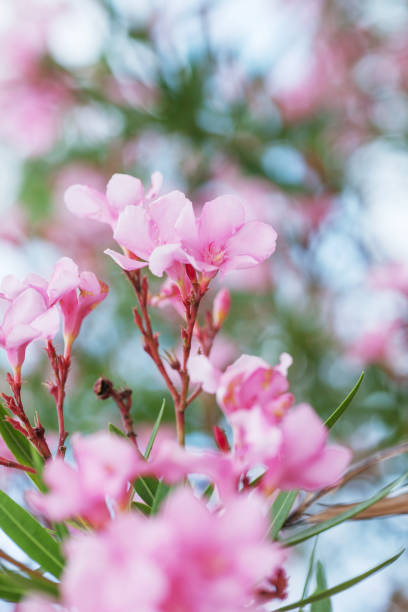 istock Blooming pink oleander flowers or nerium in garden. Selective focus. Copy space. Blossom spring, exotic summer, beautiful colorful floral background 1153492089