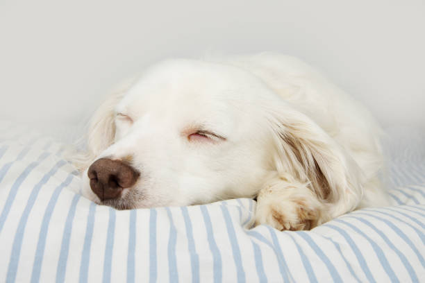 istock CUTE DOG SLEEPING ON OWNER'S STRIPED BED. 1153492175