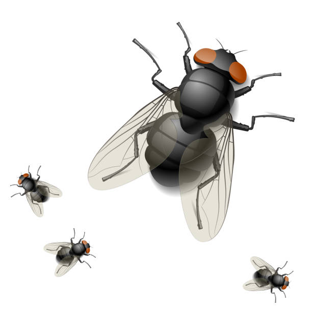 Digital rendering image of one big and three tiny houseflies Vector detailed illustration of a housefly housefly stock illustrations