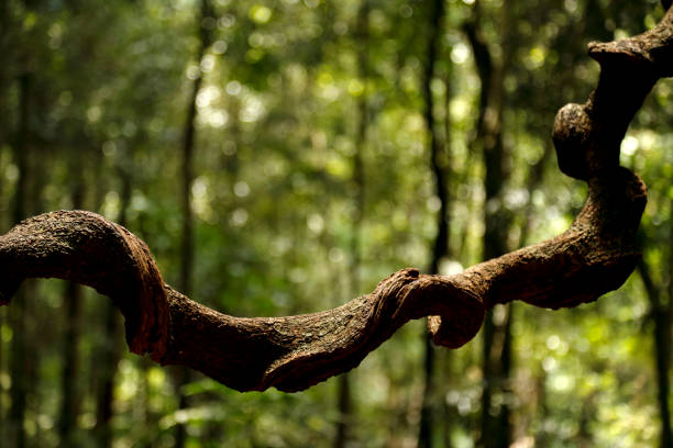 Detail of Giant Liana in the jungle of the Udawattakele Forest Reserve in Kandy on the tropical island of Sri Lanka.