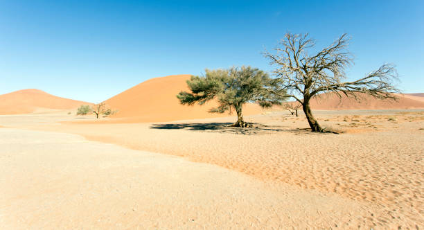 istock Beautiful red dune in the desert 1153494652