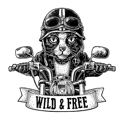 Cat dressed in the helmet and glasses driving a motorcycle rides. Vector hand drawn black vintage engraving. Isolated on white background. For poster and t-shirt biker club. WILD FREE lettering.