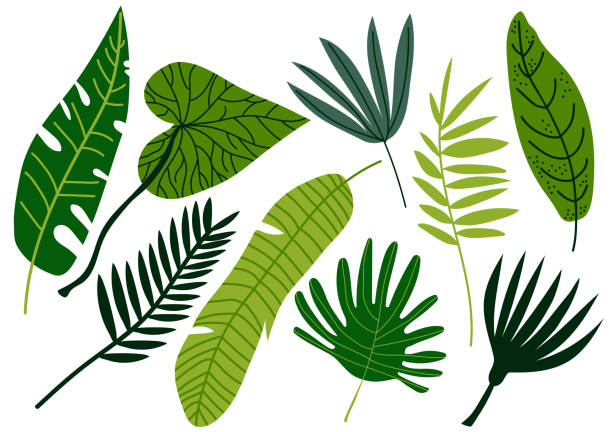 illustrations, cliparts, dessins animés et icônes de tropical feuilles ensemble, jungle exotique vert palmier arbre feuilles vecteur illustration - palm tree leaf tree frond