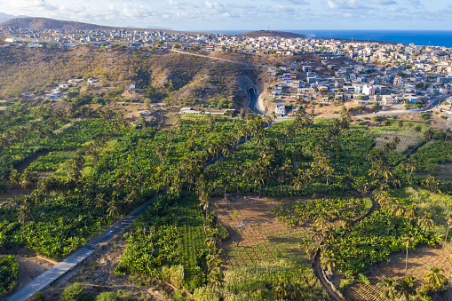 Plantación de Canne de coco, plátano y azúcar cerca de Achada Fazenda en la isla de Santiago en cabo verde-cabo verde photo
