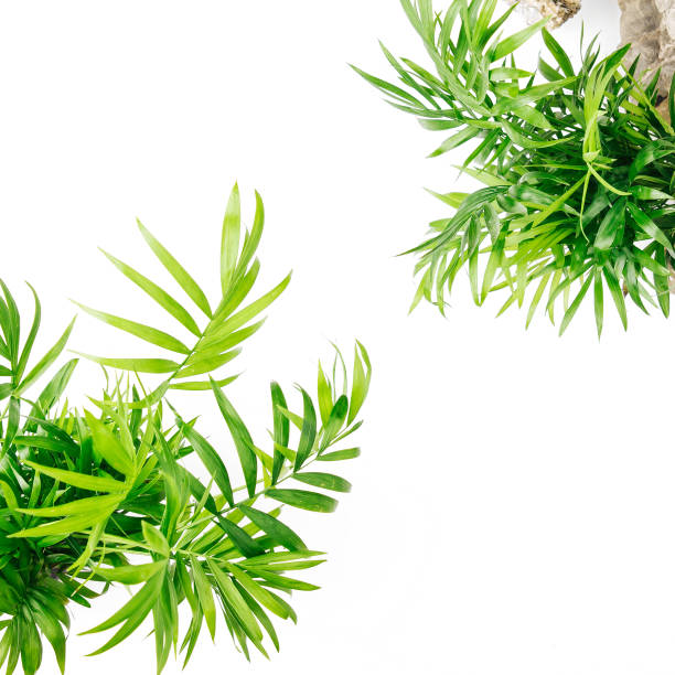 istock Tropical leaves and plants  on a white  background with space for text. Top view, flat lay. 1153496154