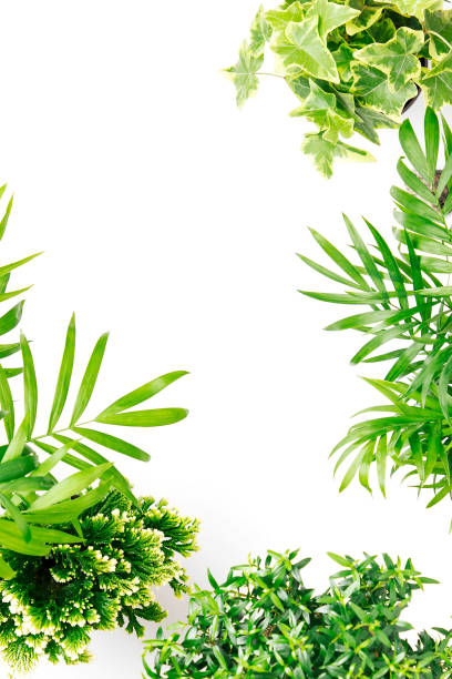 istock Tropical leaves and plants  on a white  background with space for text. Top view, flat lay. 1153496191