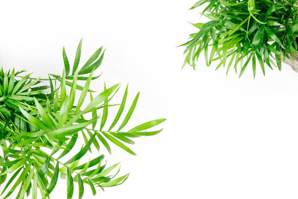 istock Tropical leaves and plants  on a white  background with space for text. Top view, flat lay. 1153496199