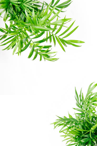 istock Tropical leaves and plants  on a white  background with space for text. Top view, flat lay. 1153496785