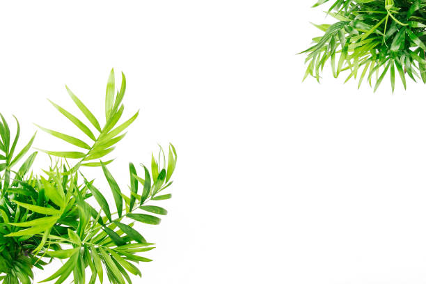 istock Tropical leaves and plants  on a white  background with space for text. Top view, flat lay. 1153497776