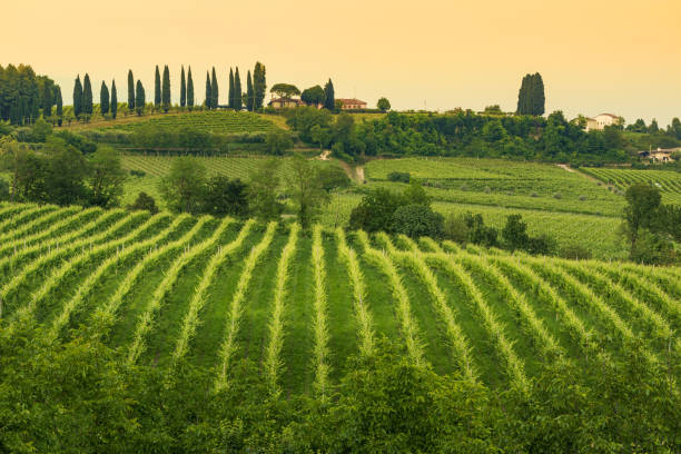 conegliano veneto-collabrigo-die prosecco-hügel - veneto stock-fotos und bilder