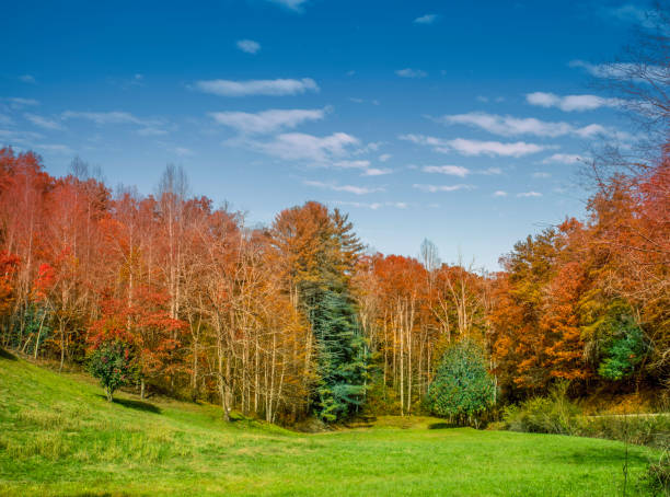 Autumn day in a beech tree forest with brown leafs on the hills in the Veluwezoom nature reserve in Gelderland, Netherlands.