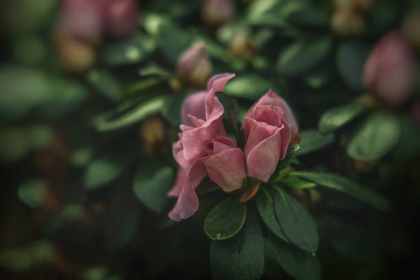 istock blooming rhododendron up close 1153501065