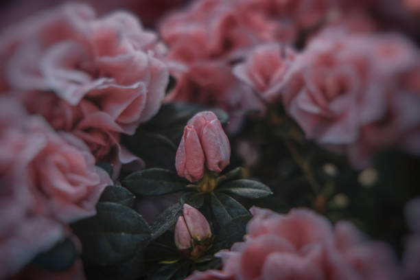istock blooming rhododendron up close 1153501162