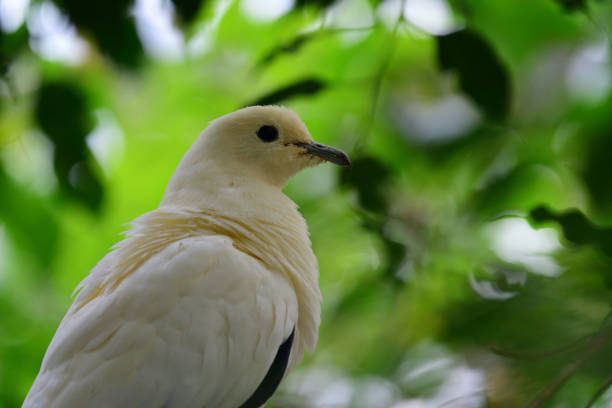 istock Pied imperial pigeon (ducula bicolor) 1153502502