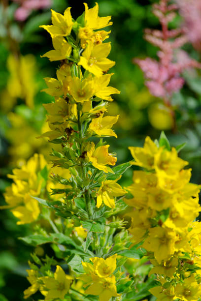 istock Flowers of Lysimachia punctata (the dotted loose-strife, large yellow loose-strife, or spotted loose-strife) 1153502959