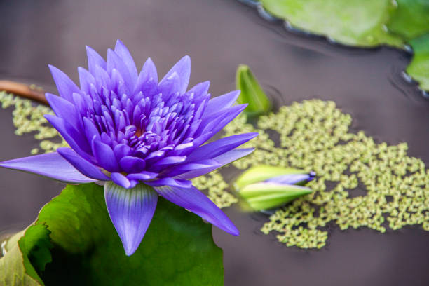 istock Purple flower of lily 1153505609