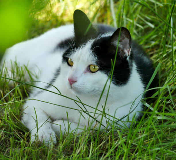 istock White-black cat resting on grass in shadow of tree in sunny day. 1153505766