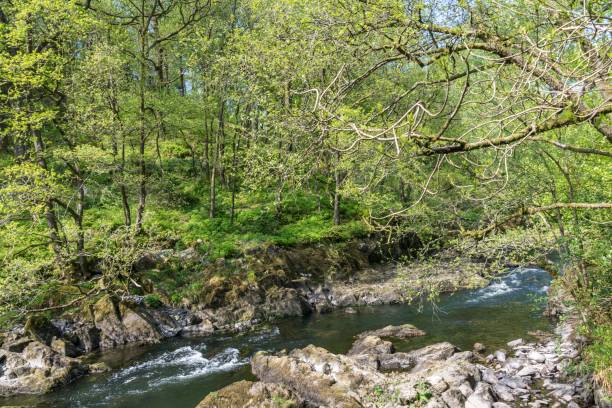 istock A sunlit rural scene with a small river, rocks, trees, and plants. 1153506019