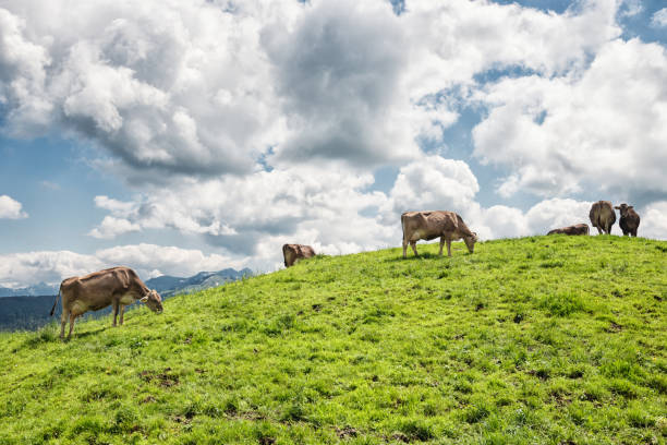 side view of a grazing swiss cattle cow herd outdoors in the nature in the alpine surrounding.