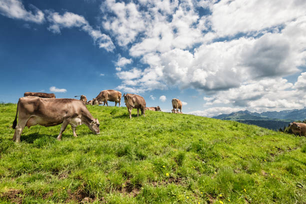 side view of a grazing swiss cattle cow herd outdoors in the nature in the alpine surrounding.