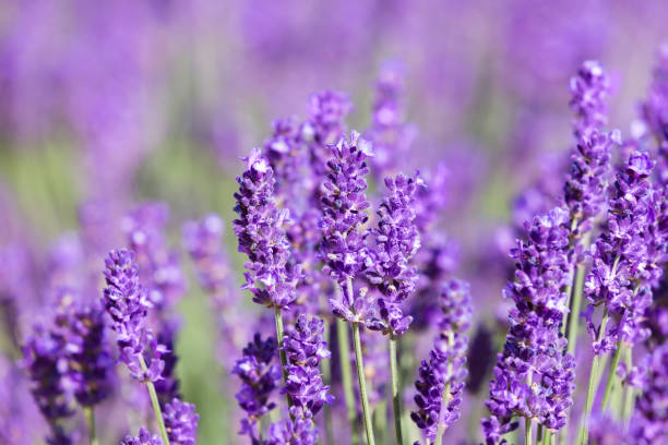 istock Soft focus on lavender flower, beautiful lavender flower 1153509320