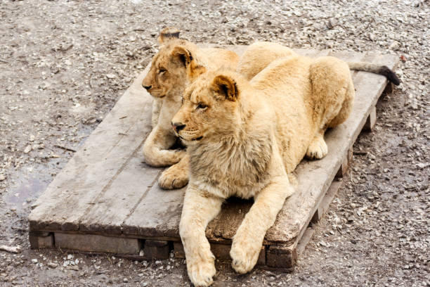 leões em uma pálete de madeira. - lions tooth - fotografias e filmes do acervo