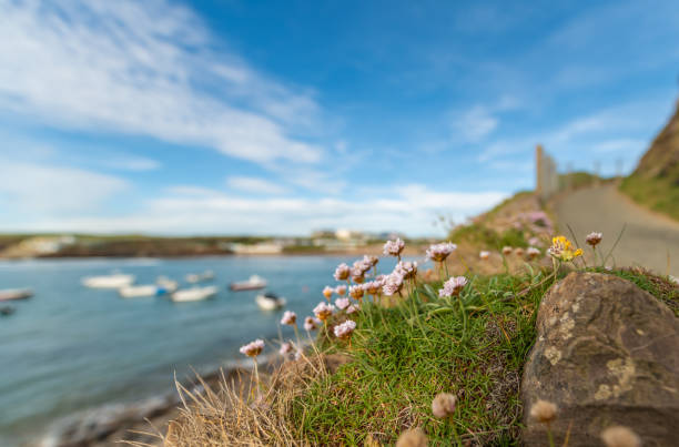 istock Flowers on the coast at Bude 1153510433