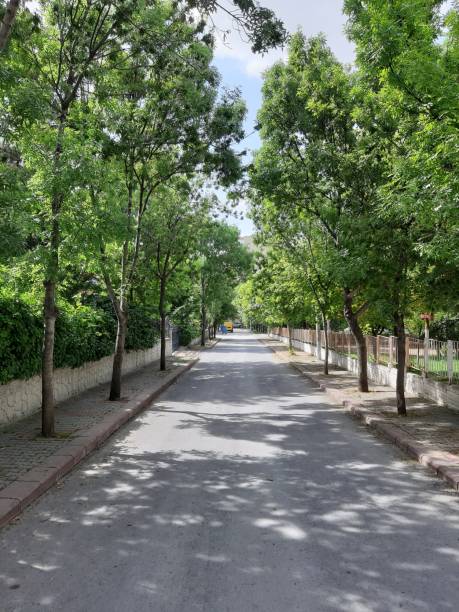 istock Street isolated on trees 1153510844