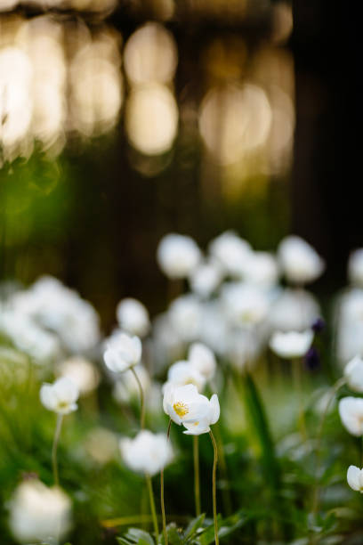 istock Anemone - white spring flowers on sunset background 1153511759