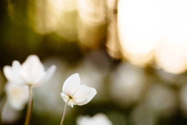 Nature Background With Dried Flower Seed Pods Against Colorful Bokeh. Copyspace available on image right.