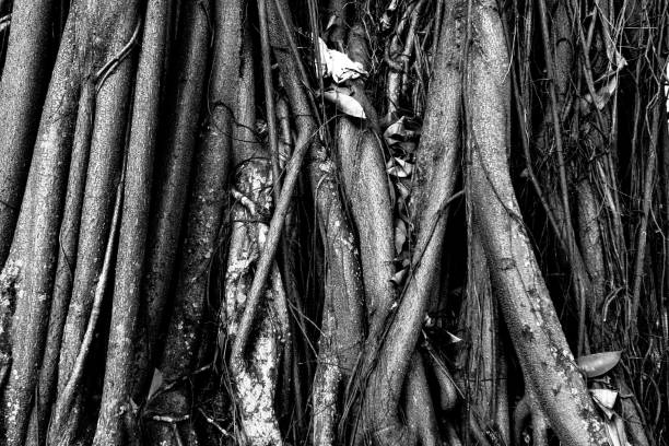 Knotted roots of a tree. Image process contain exessive noise or grain. Black and white image