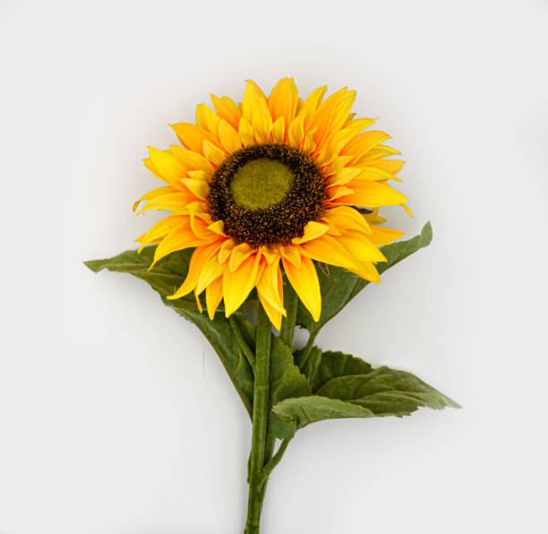 Sunflower on a white background Sunflower on a white background. Good for cropping. sunflower star stock pictures, royalty-free photos & images