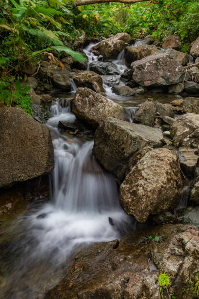 Water flowing through the woods Stream of water flowing through the woods of El Yunque National Rainforest Reserve in Puerto Rico. This stream, like many others commonly found throughout the reserve, fall as rainwater and snake down the mountainous forest forming streams, waterfalls and eventually rivers. el yunque rainforest stock pictures, royalty-free photos & images