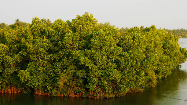 Mangroves (Kandal Kadu) are trees or shrubs