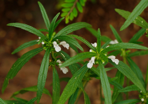 Leucas zeylanica, commonly known as Ceylon slitwort, is a small, terrestrial, herbaceous, annual, erect or sometimes tufted, hispid and aromatic plant of the subfamily Lamioideae of family Lamiaceae