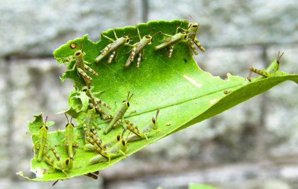 A Group of Grasshopper or Locust Babies Eating Leaves A Group of Grasshopper or Locust Babies Eating Leaves. Insect Macro Photography grasshopper photos stock pictures, royalty-free photos & images