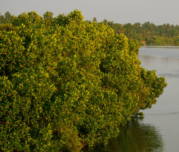 istock Mangroves (Kandal Kadu) are trees or shrubs 1153517169