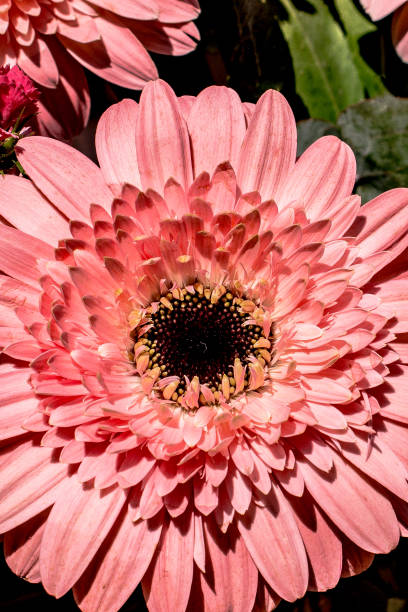 istock Amazing colorful Spring flowers in nature 1153517289