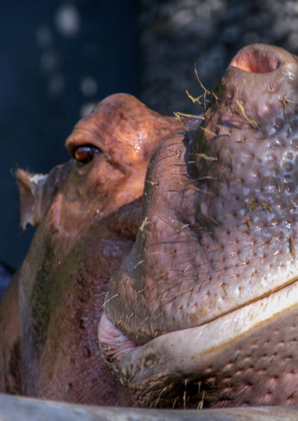 istock portrait of cute hippo close up. 1153517509