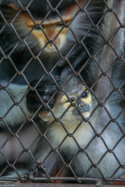 istock mother and baby monkey behind bars. 1153517910