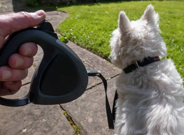 A dog owner holding a black retractable dog lead, which is connected to their white West Highland Terrier's dog collar. The dog is sitting patiently on paving stones, beside a grass lawn, waiting for a walk in the sun.