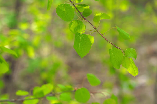 istock green summer birch leaves background 1153520087