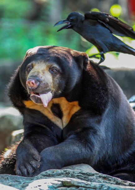 istock Portrait of Himalayan bear close up 1153520426