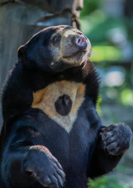 istock Portrait of Himalayan bear 1153520445